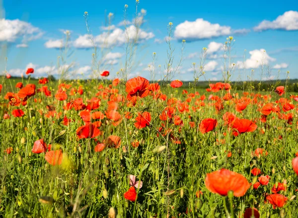 Poppy — Stock Photo, Image