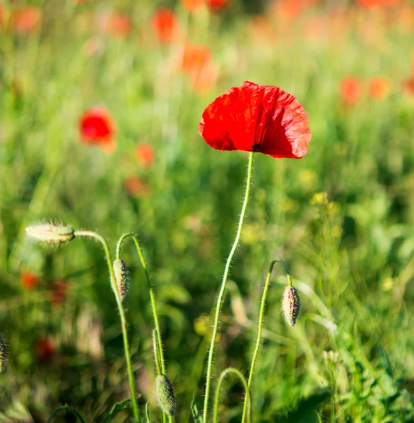 Poppy — Stock Photo, Image