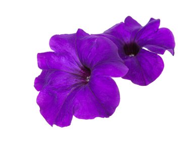 izole petunya çiçeği