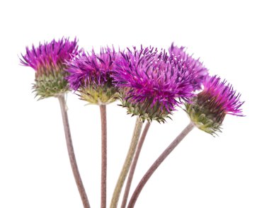 dulavratotu çiçekler