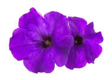 izole petunya çiçeği