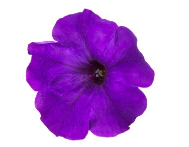 izole petunya çiçeği