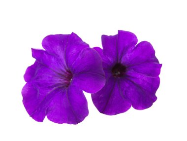 izole petunya çiçeği