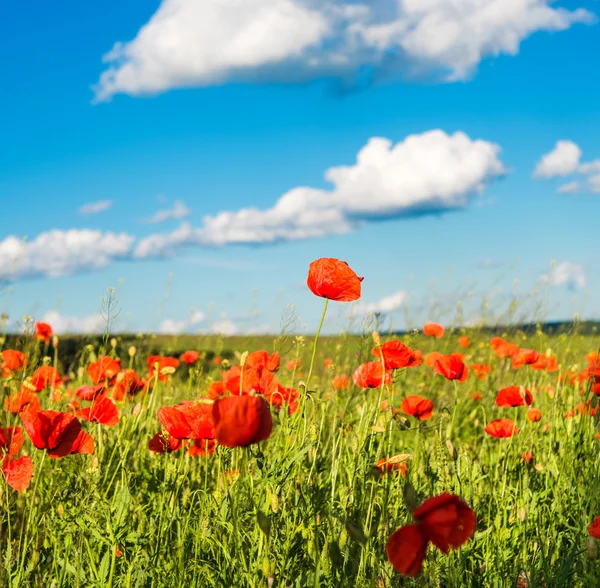 Poppy — Stock Photo, Image