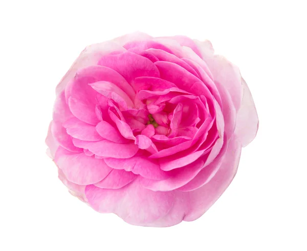 粉红茶玫瑰 — 图库照片