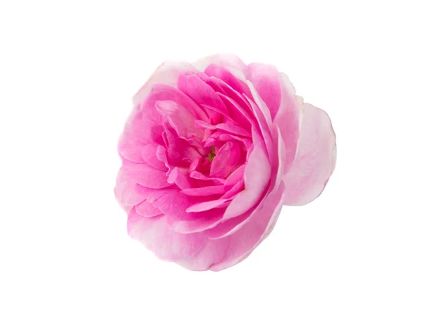 Rosa tè rosa — Foto Stock