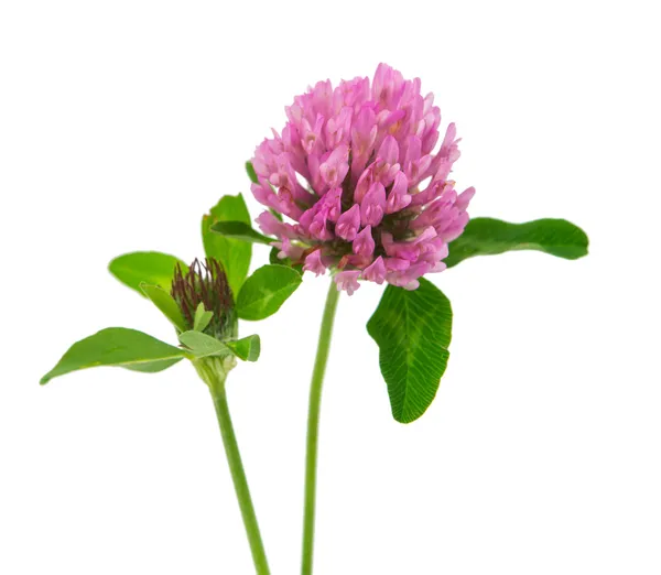 Clover flower isolated — Stock Photo, Image