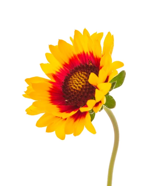 Gaillardia-Blume — Stockfoto