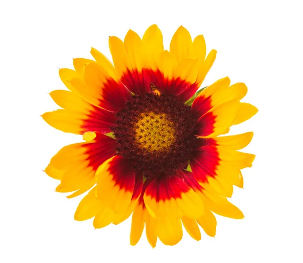 Flor de Gaillardia —  Fotos de Stock