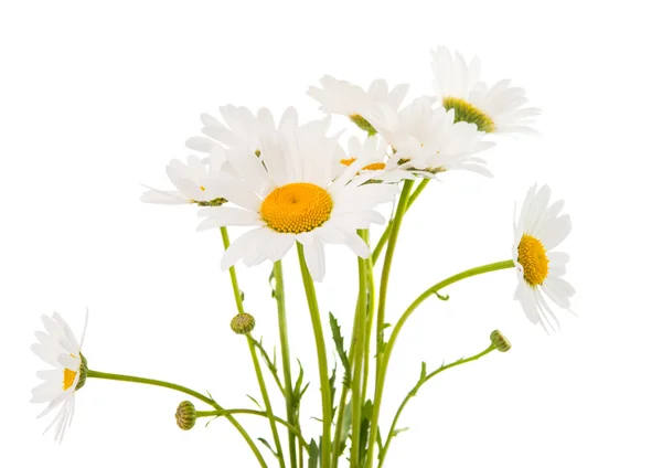 Chamomile flower — Stock Photo, Image