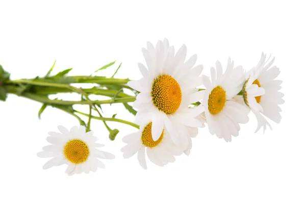 Chamomile flower — Stock Photo, Image