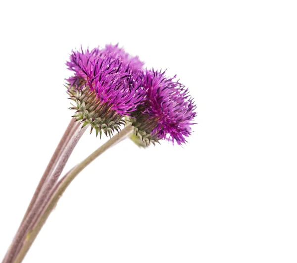 Burdock flowers — Stock Photo, Image