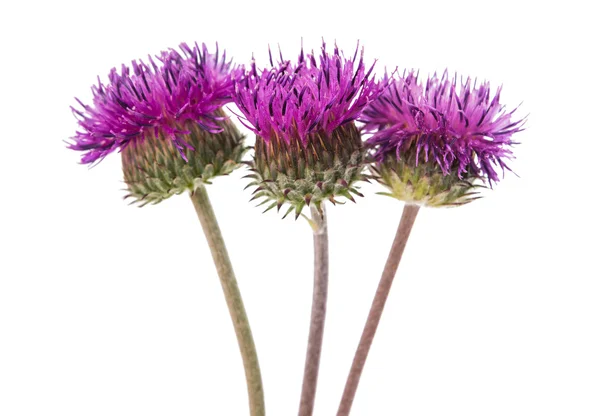 Burdock flowers — Stock Photo, Image
