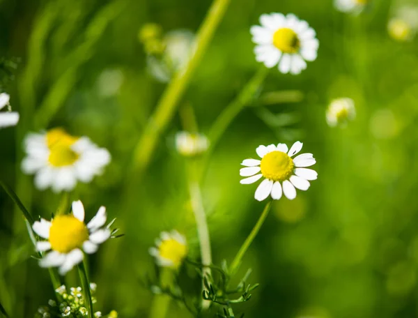 Medische daisy groeiende — Stockfoto