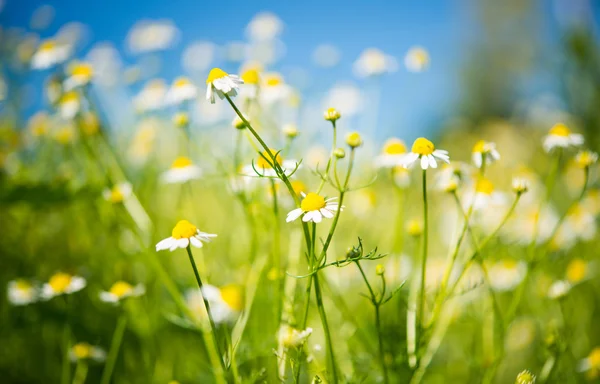 Medische daisy groeiende — Stockfoto