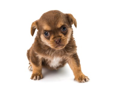 izole köpek yavrusu