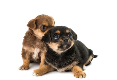 izole köpek yavrusu