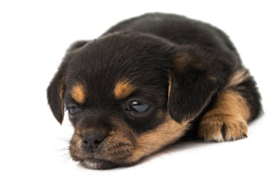 izole köpek yavrusu
