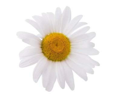 Papatya çiçeği