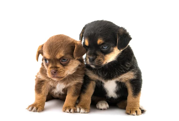 Puppy geïsoleerd — Stockfoto