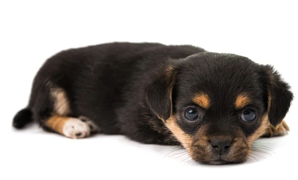 Cucciolo isolato — Foto Stock