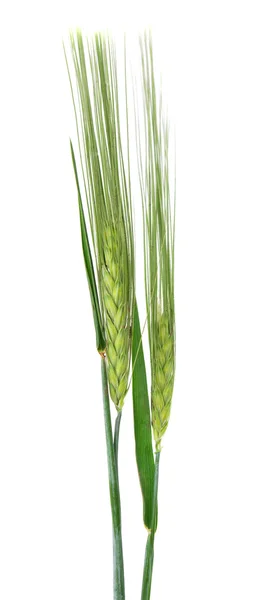Зеленые уши пшеницы изолированы — стоковое фото
