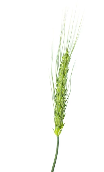 Зелені вуха пшениці ізольовані — стокове фото