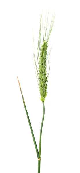 Green ears of wheat isolated — Stock Photo, Image