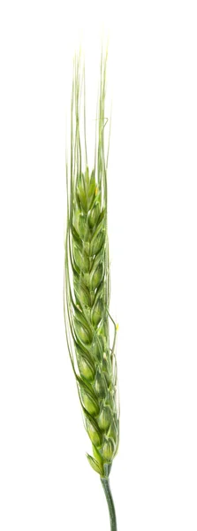 Green ears of wheat isolated — Stock Photo, Image