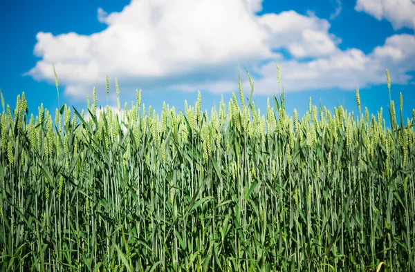 Green wheat — Stock Photo, Image