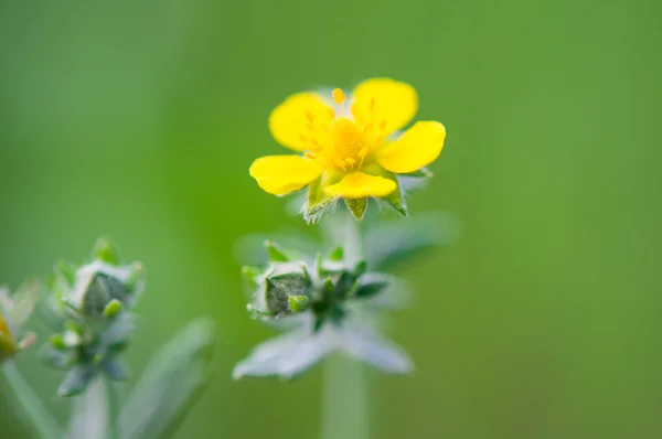 Wild yellow flower — Stock Photo, Image