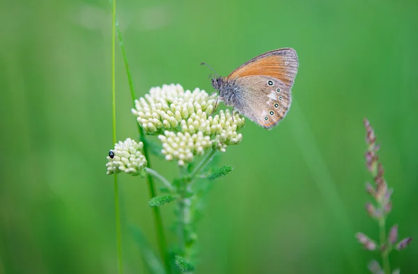 Motýl na květině — Stock fotografie