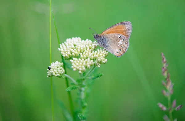 Borboleta em uma flor — Fotografia de Stock