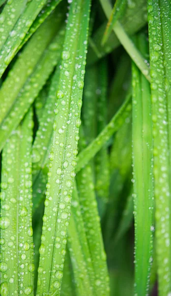 Regentropfen — Stockfoto