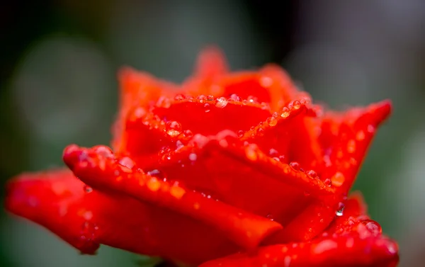 Orange rose with rain drops — Stock Photo, Image