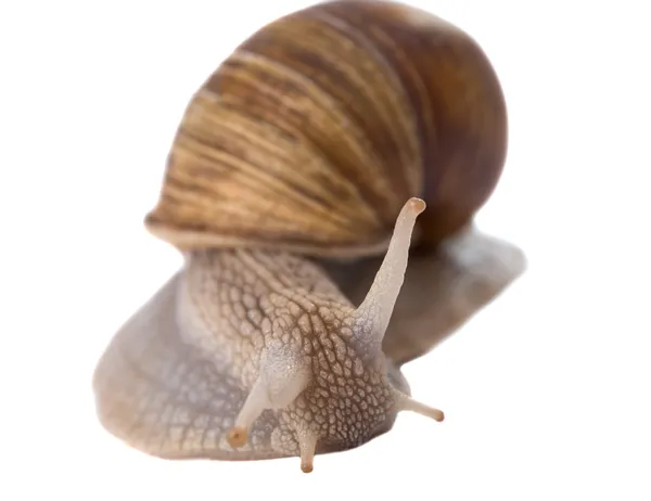 Caracol engraçado isolado — Fotografia de Stock