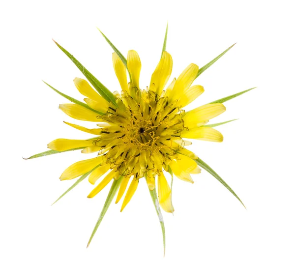 Желтый дикий цветок — стоковое фото