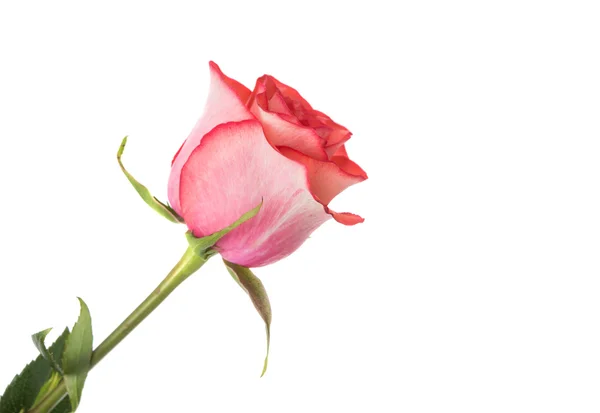 Pink rose — Stock Photo, Image