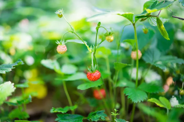 Wild strawberries growing — Stock Photo, Image