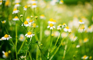 tıbbi papatya büyüyen