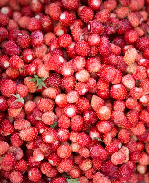 Wild strawberry — Stock Photo, Image