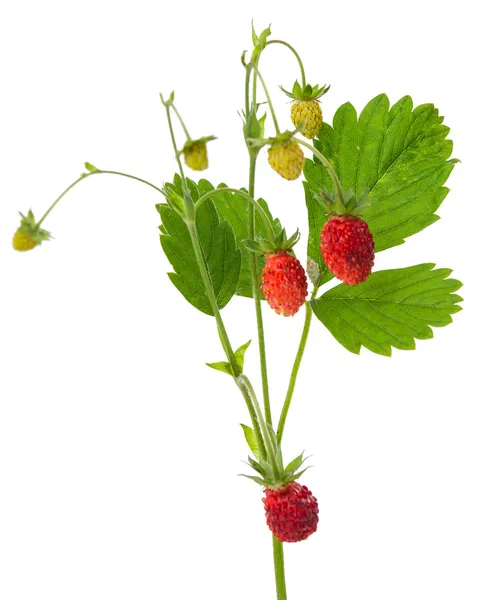 Wild strawberry isolated — Stock Photo, Image