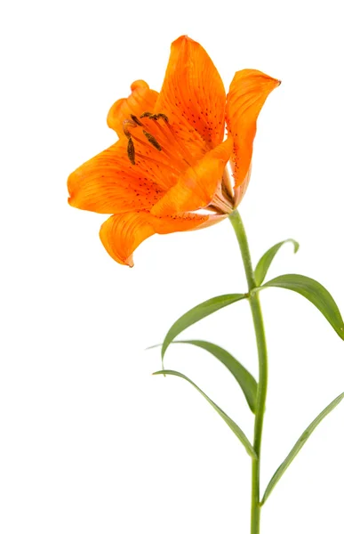 Orange lily isolated — Stock Photo, Image