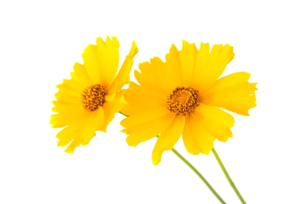 Fiore giallo isolato — Foto Stock