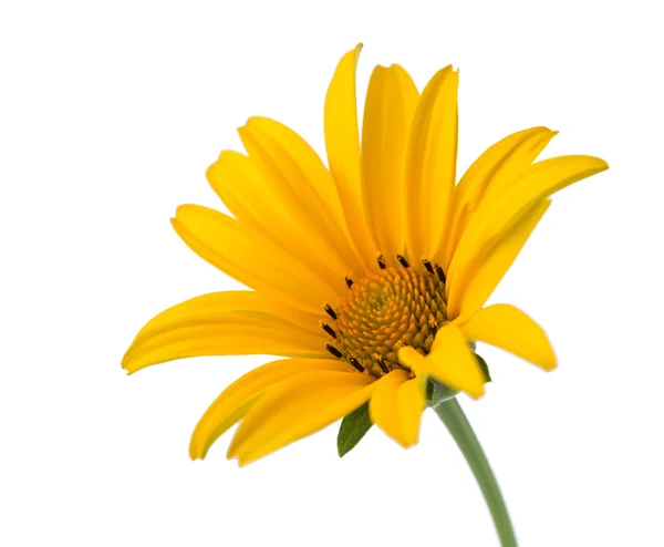 Yellow flower isolated — Stock Photo, Image