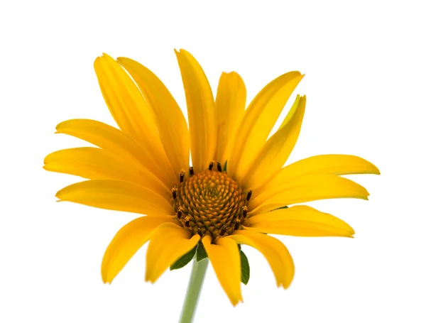 Fleur jaune isolée — Photo