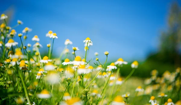 Medicinsk daisy växer — Stockfoto