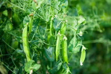 büyüyen yeşil bezelye