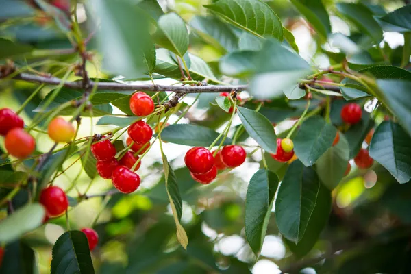 Cherries growing — Stock Photo, Image