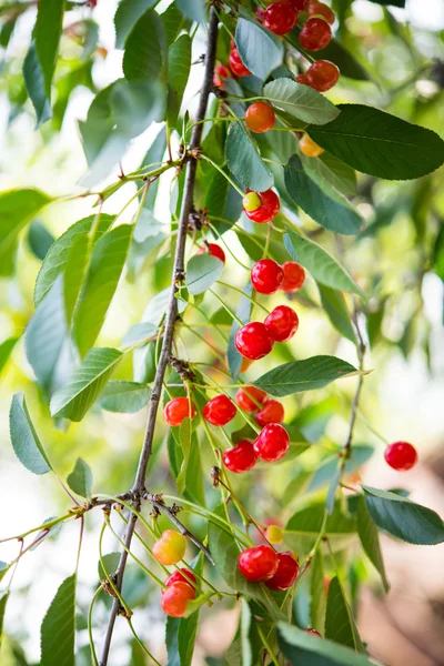 Cherries growing — Stock Photo, Image